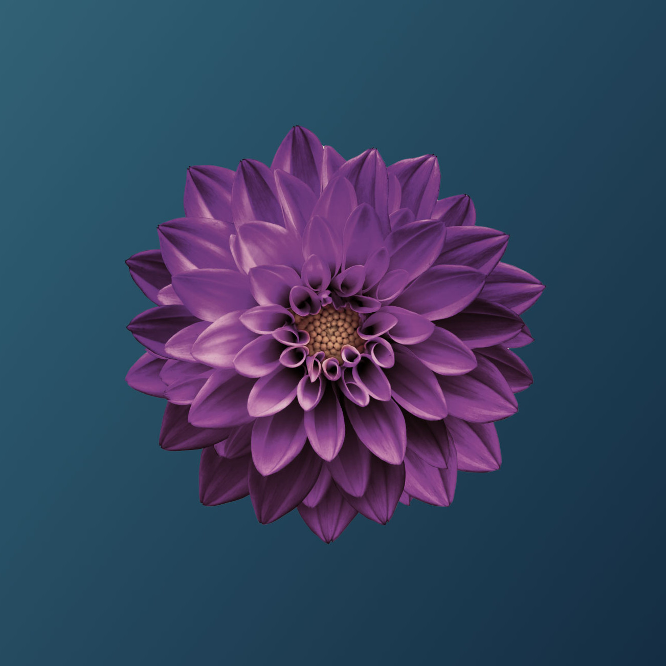 purple dhalia flower floating with a blue background
