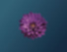 Dahlia
