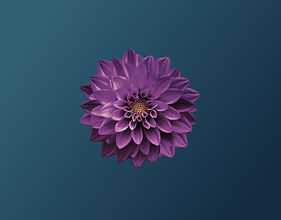 Purple Dahlia Close-Up