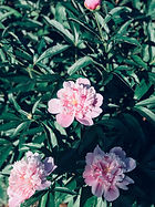 Pink Flowers in Bloom