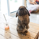 Lapin