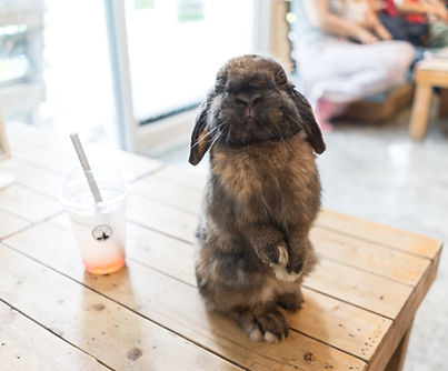 Kaninchen auf dem Tisch