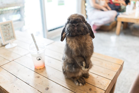 Curious Rabbit
