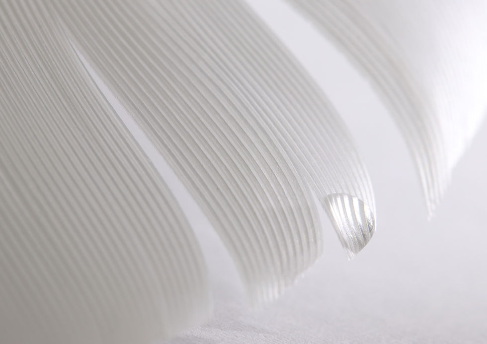 Close-Up Feather