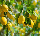 Lemon Tree
