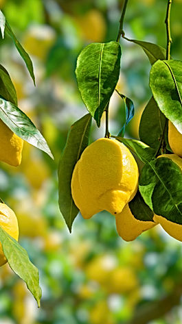 Citron

Géranium

Notes d'agrumes