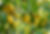 Lemon Tree