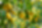 Lemon Tree
