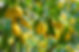 Lemon Tree