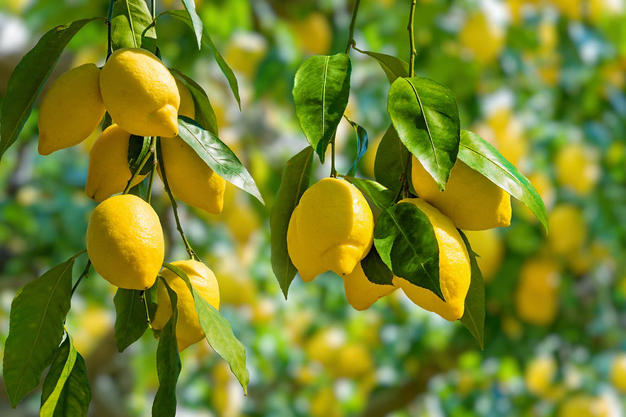 HOME Citrus Tree Source