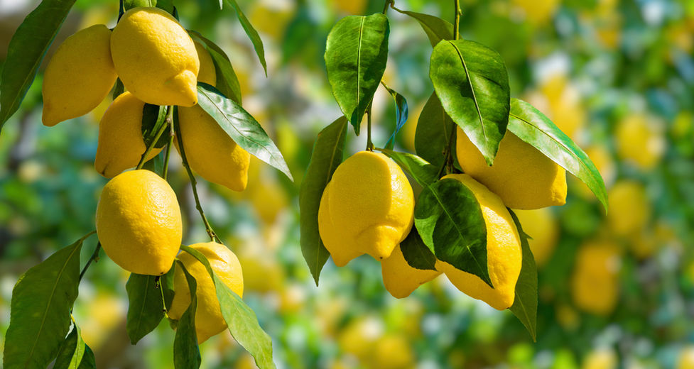 Lemon Tree