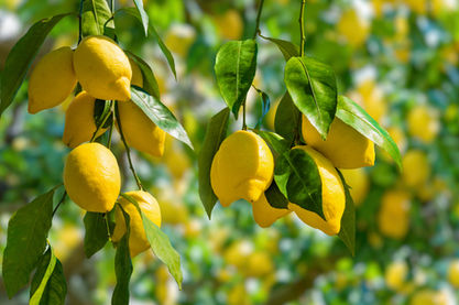 Citrus are plentiful.