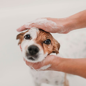 Dog Being Bathed