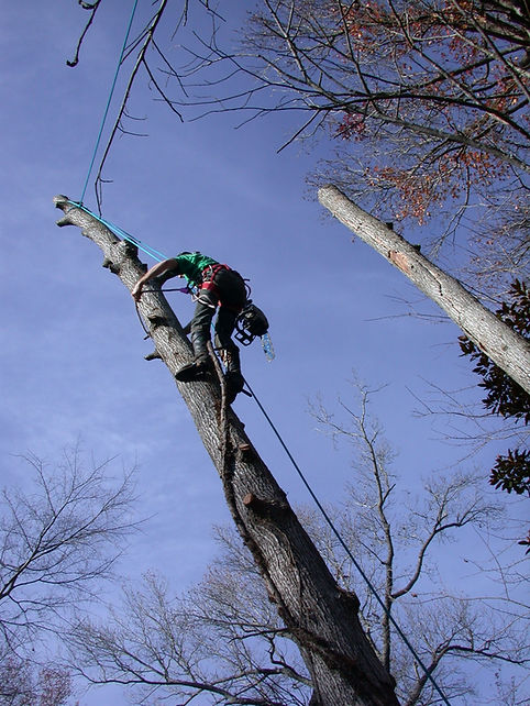 Skilled tree surgeon dismantling a tall tree trunk using sectioning techniques