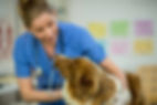 A female vet and a border collie dog in a clinic