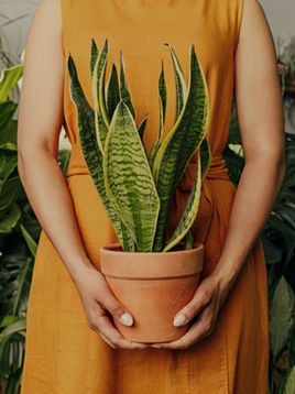 🌿 How Plant Care Becomes Self-Care: The Science Behind the Green Therapy We All Need