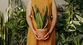 Snake Plant