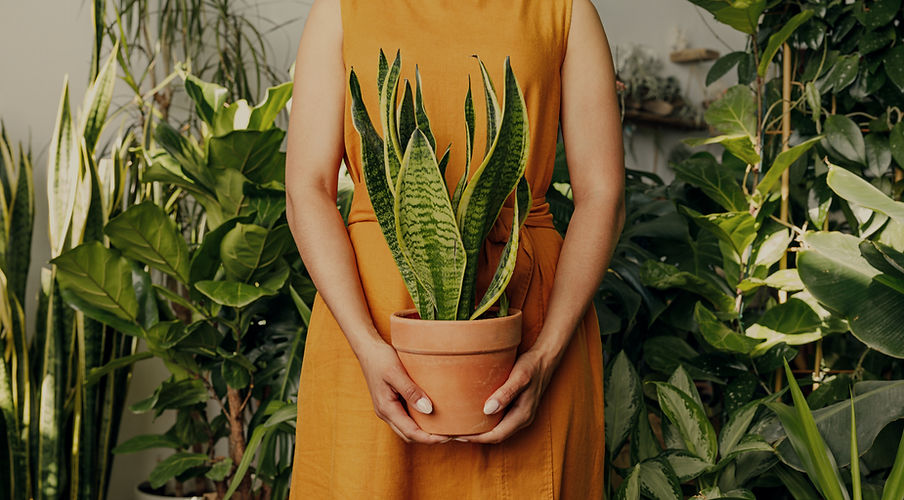 Snake Plant