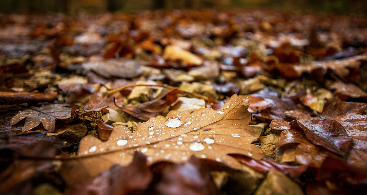 Autumn Leaf Close-Up