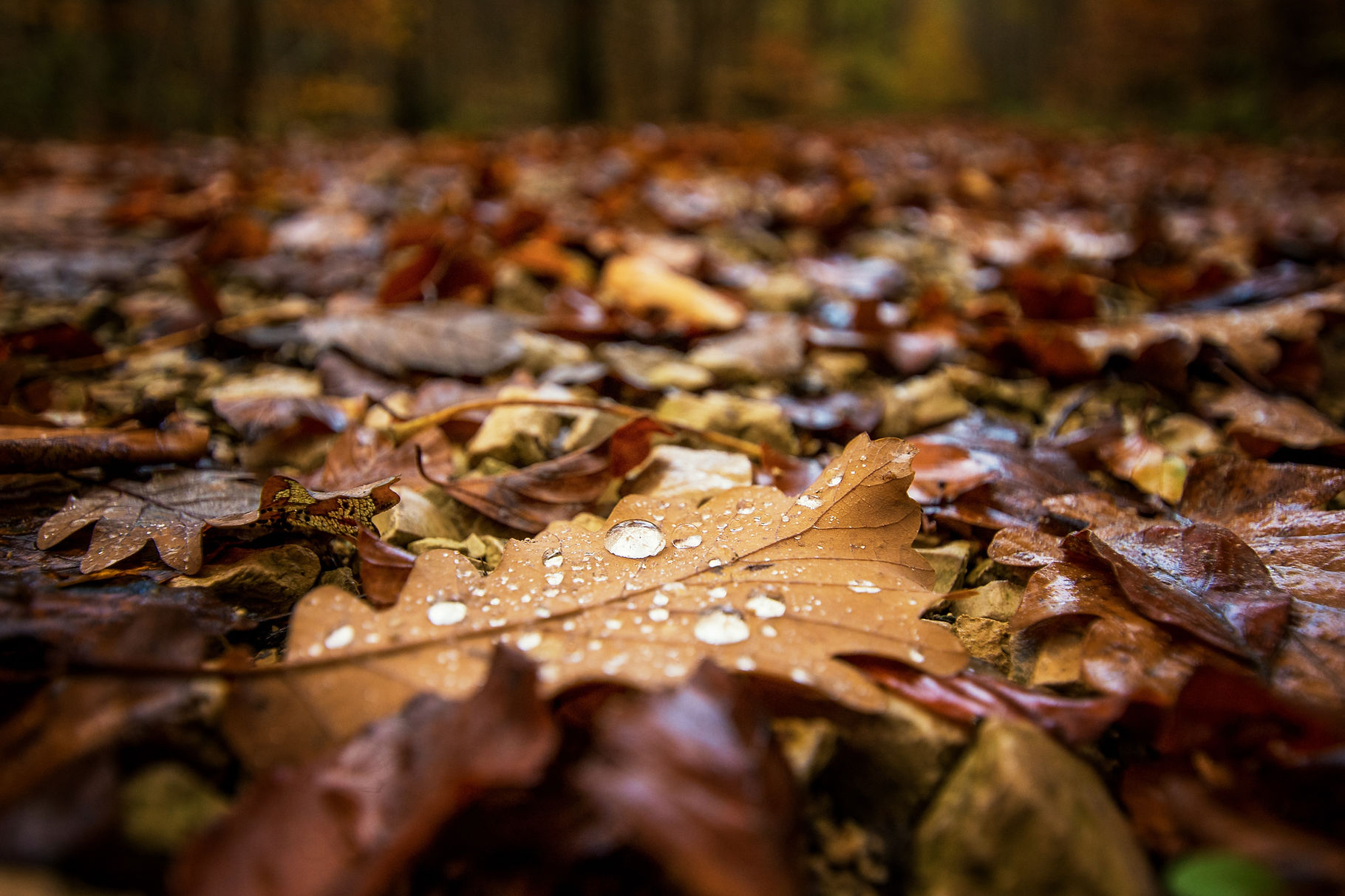 Tau auf Herbstlaub