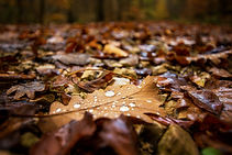 Wet Autumn Leaves