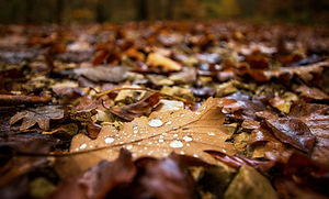 Herbstlaub mit Regentropfen symbolisiert Trauer, Musik als Tröster