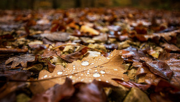 Wet Autumn Leaves