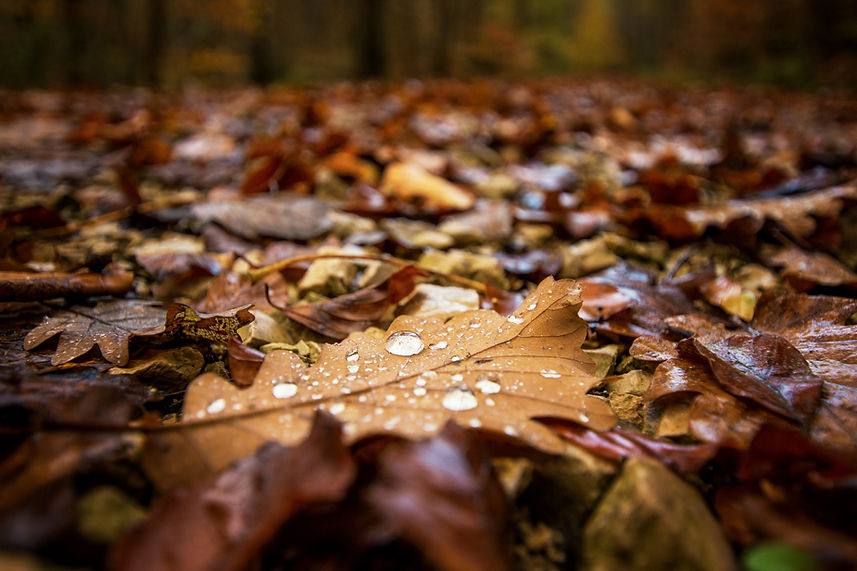 Tau auf Herbstlaub