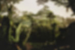 Forest bathing