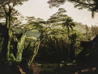 Being in nature to get in touch with your dinosaur brain