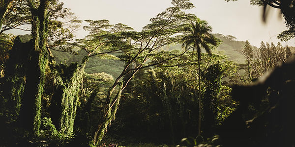 Beautiful Nature