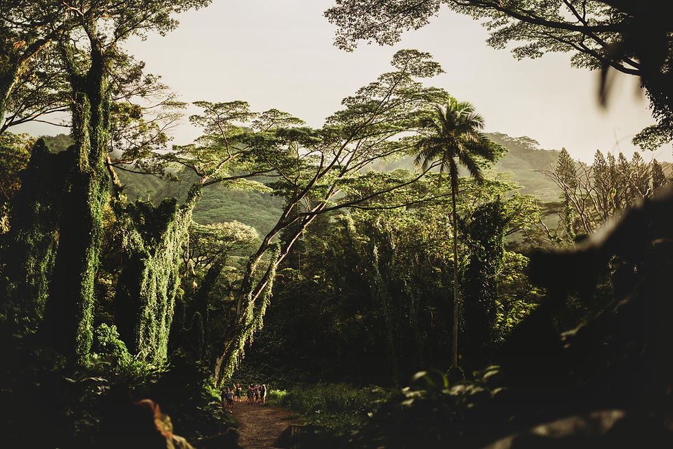 Tropical Forest Path