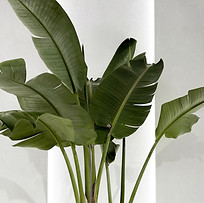 Green Foliage Plant