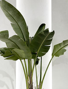 Giant Strelitzia Nicolai