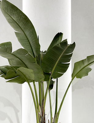 Green Foliage Plant