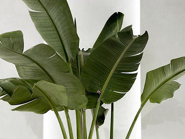 Giant Strelitzia Nicolai