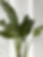 Green Foliage Plant