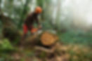 Male tree surgeon sawing tree trunk using chainsaw