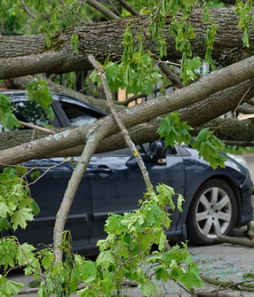 Car Crushed by Tree