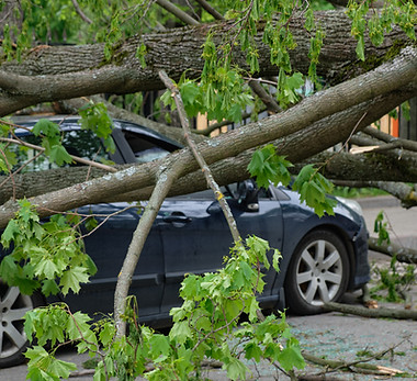 Collapsed Tree