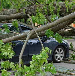 Collapsed Tree