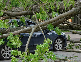 Collapsed Tree