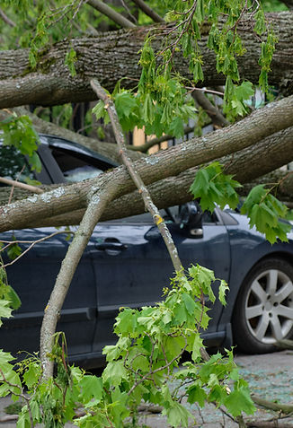 Car Crushed by Tree