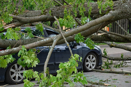 Car Crushed by Tree