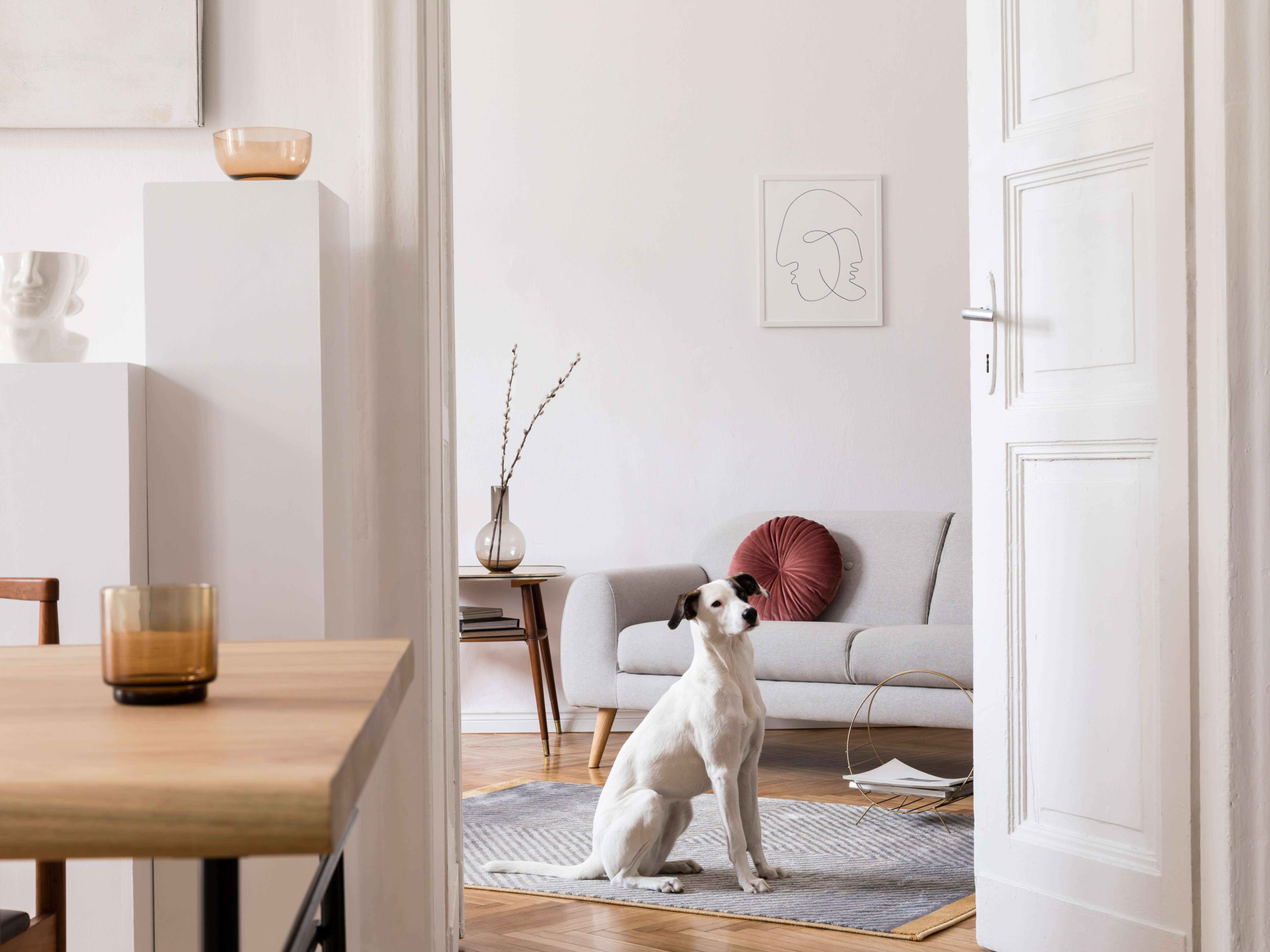 White dog sits on a gray rug in a bright living room with a sofa, red pillow, wall art, and open white door