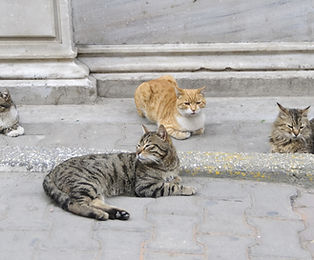 Vier Katzen auf dem Trottoir
