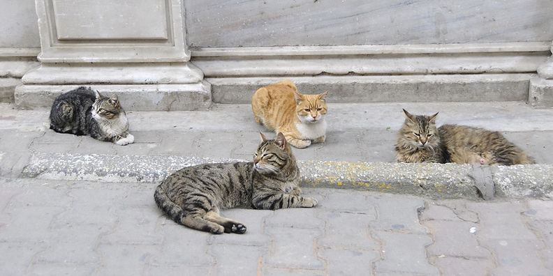 Quatro gatos na calçada