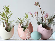 Plants in Egg Shells