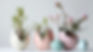 Plants in Egg Shells