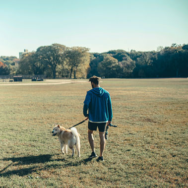 A happy dog on leash enjoying a walk with their owner at Valley Forge Park.